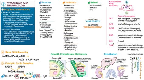 p450 inducers and inhibitors mnemonic|Cytochrome P450 3A inhibitors and inducers .